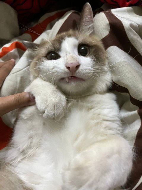 amirah mansor profile icon