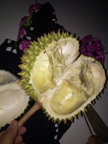 makan durian