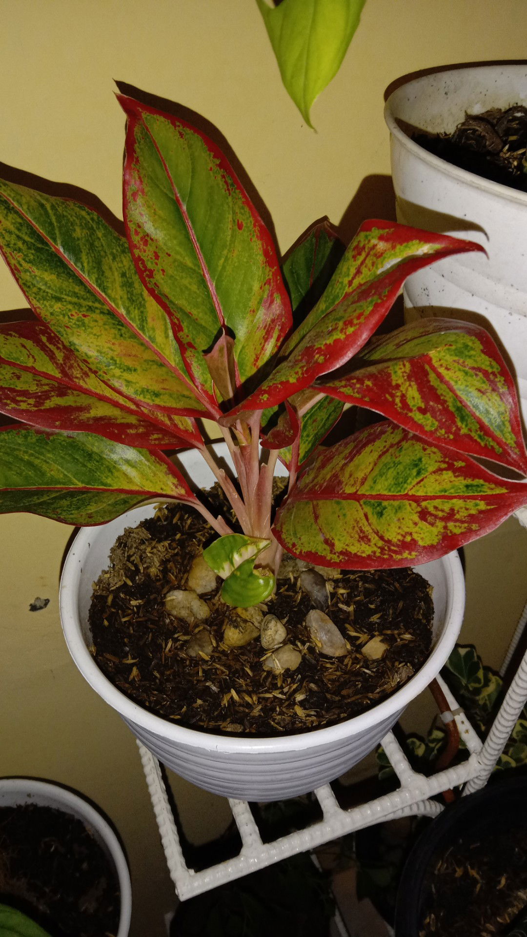 sapna khalfia profile icon