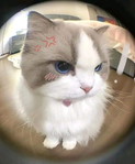 PP profile icon