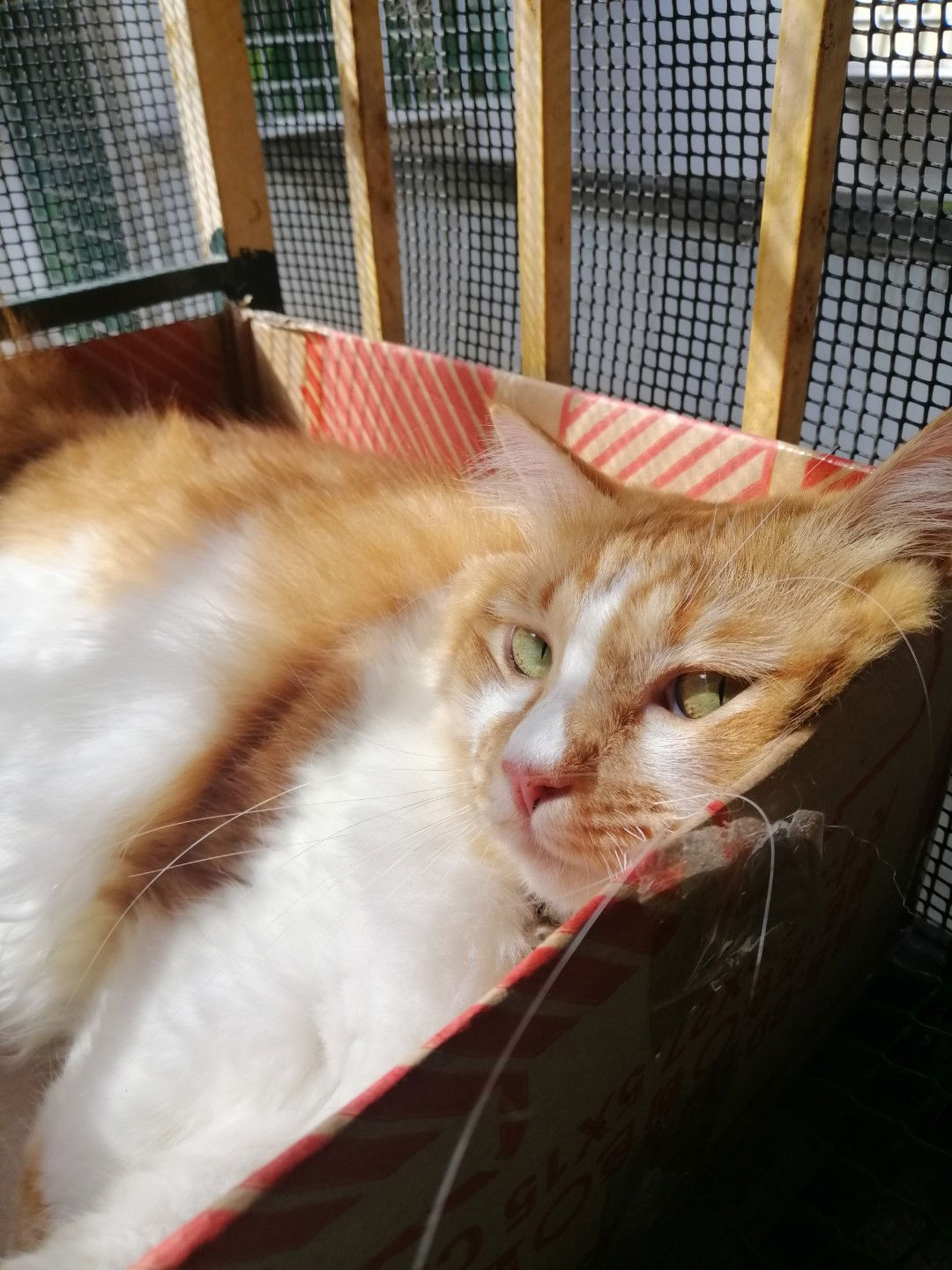 Novida Eka profile icon