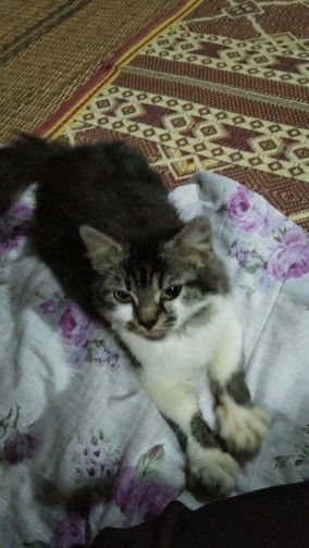 fika ali profile icon