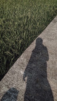 Fatin Nasuha profile icon