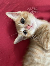 Fatin Ezzatie profile icon