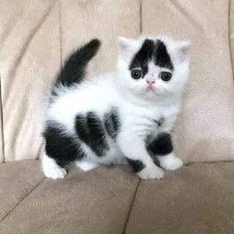 LinRay RayLin profile icon