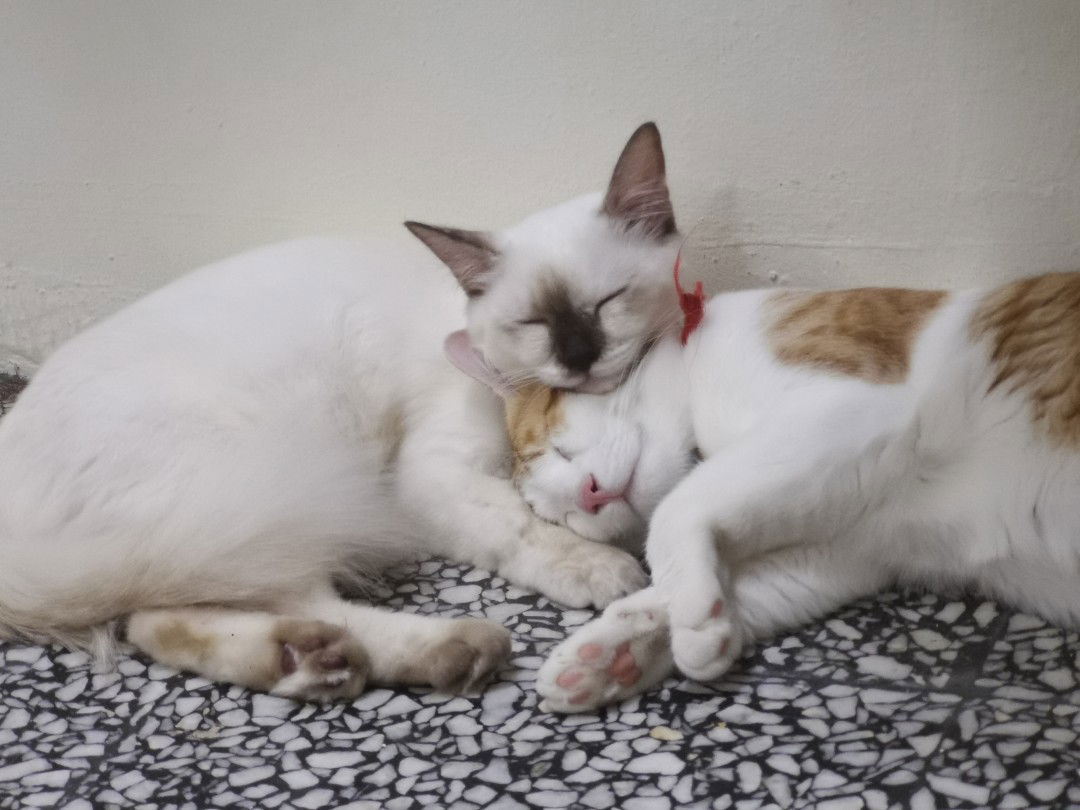 nadia che mansor profile icon