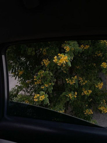 Miera Safiya profile icon