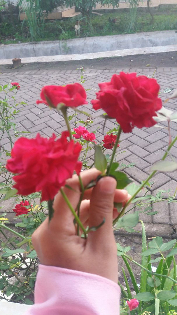 Siti Maisaroh profile icon