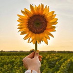 sunflower profile icon