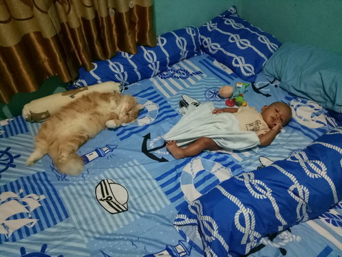 pelihara kucing