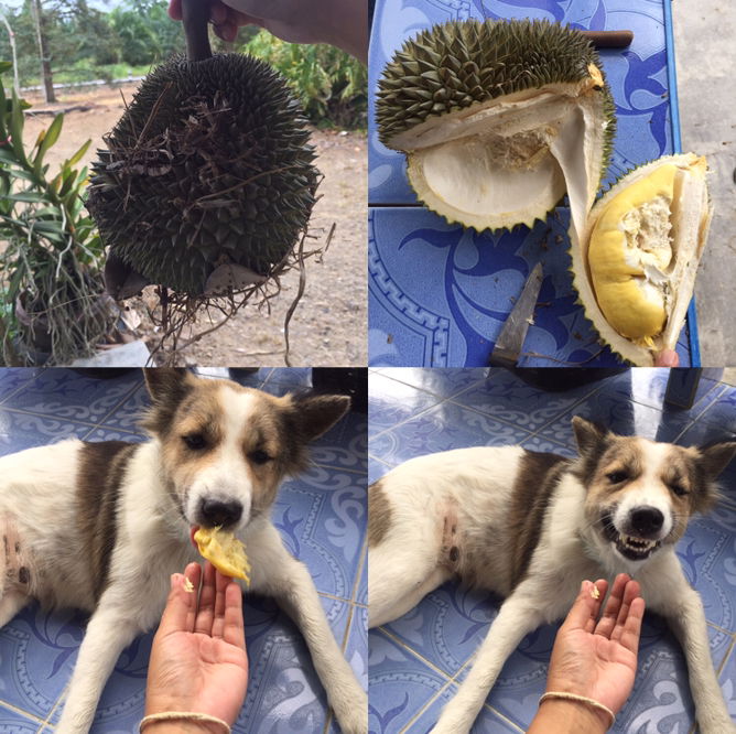 อยากกินทุเรียน