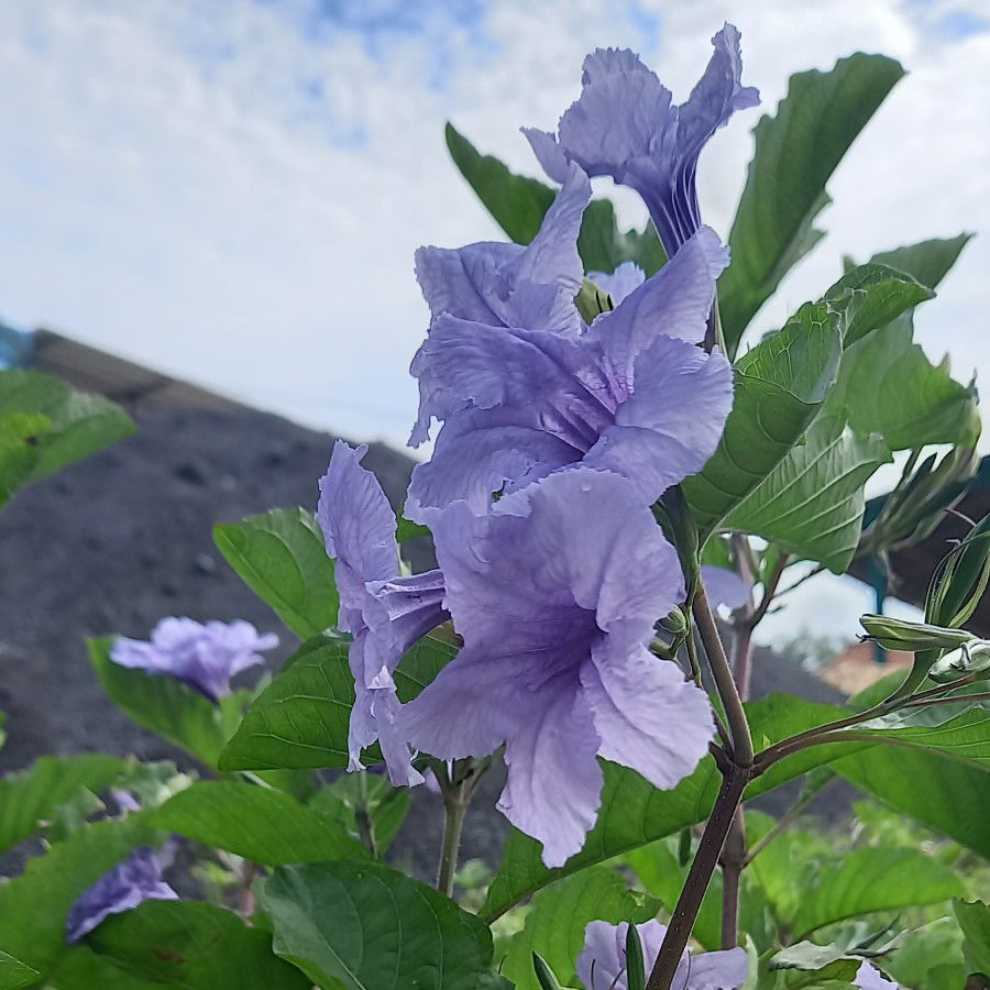 Anisa Abrori profile icon