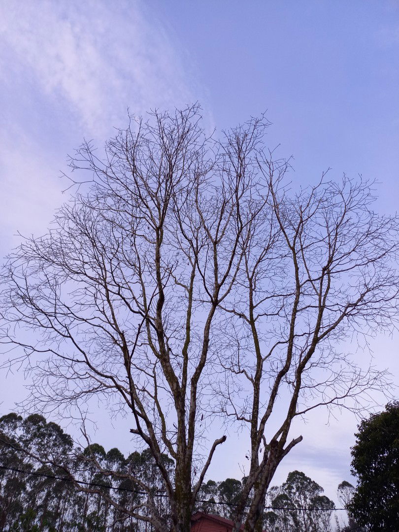 Intan Nurahmah profile icon