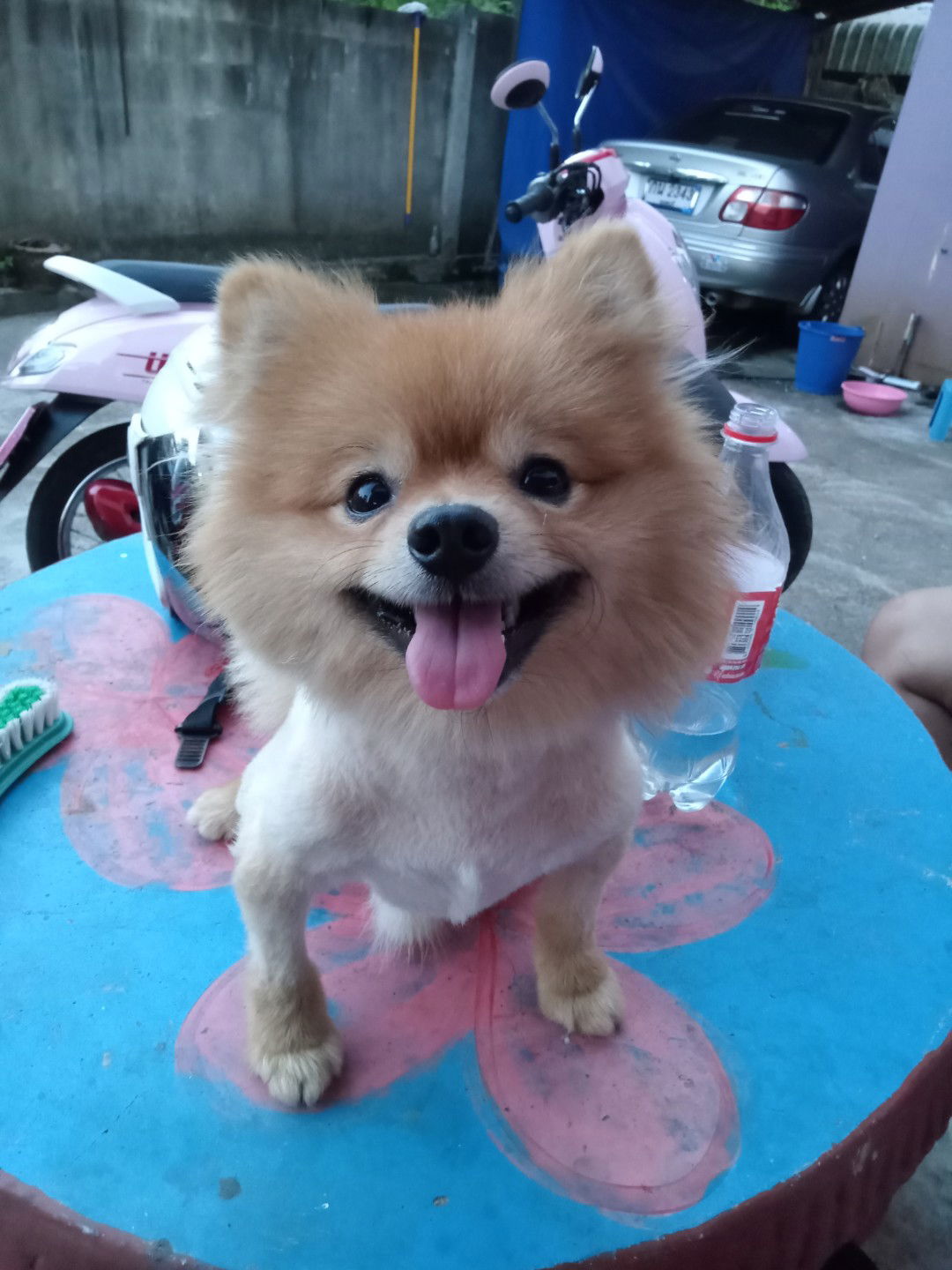 AATOMMIC__ profile icon