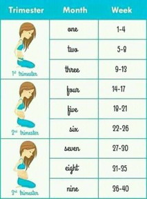 19weeks