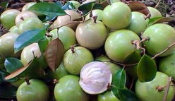 assalamu'alaikum....mohon saran bumil apa boleh makan buah kenitu ini?