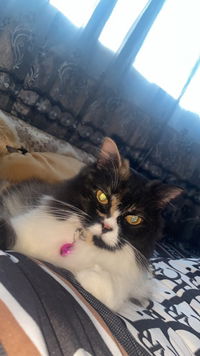 Bby Bella profile icon