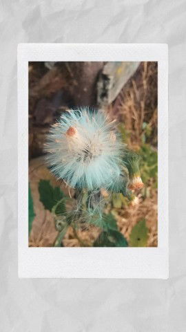 Resi Putri profile icon