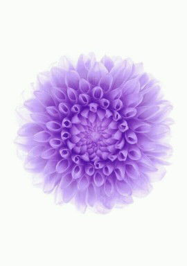 Afiqa Endang profile icon