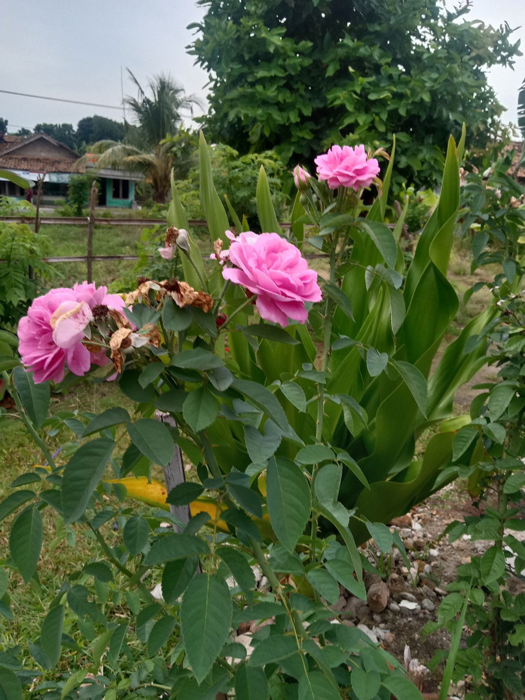 Sanamah Vivo profile icon