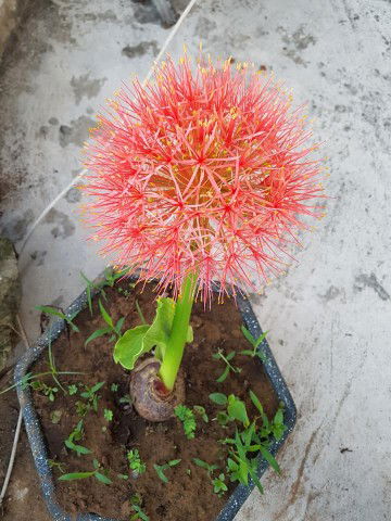 Đô Rê Mon profile icon