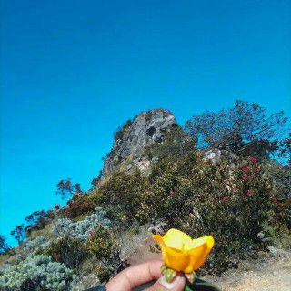 Nafisah profile icon