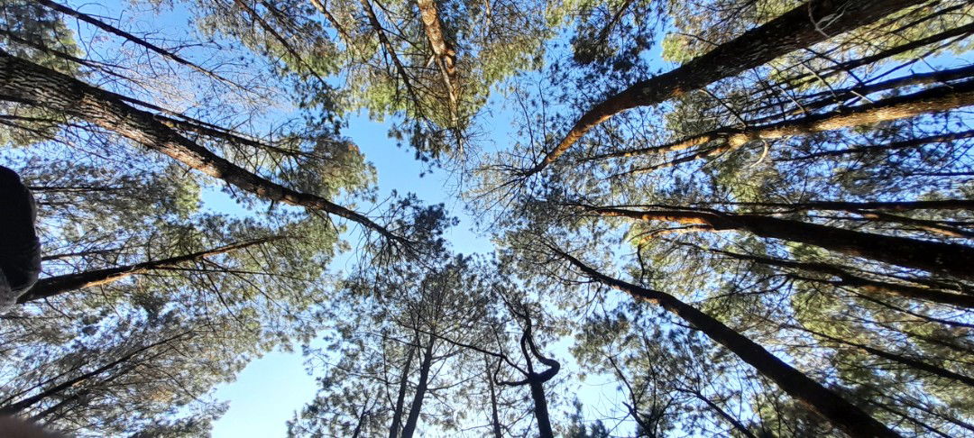 Nyonya Liswinda profile icon