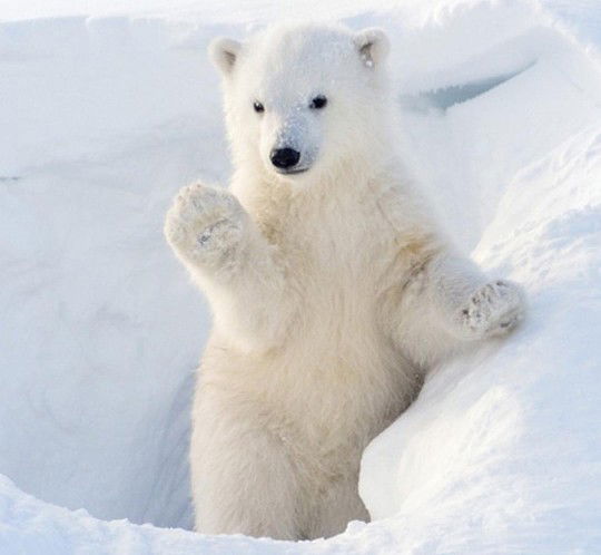 Alfinza profile icon