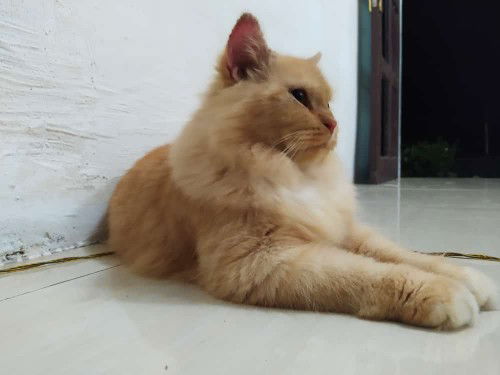 Jima Chan profile icon