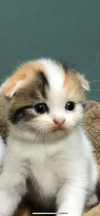 ayeiveann profile icon