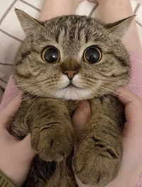 Ciyaa Omar profile icon