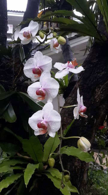 Nullwahida profile icon