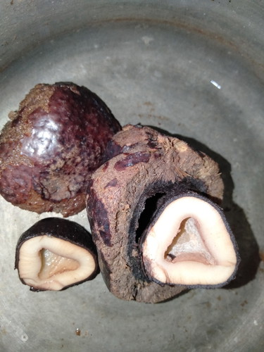 Buah Zuriat?
