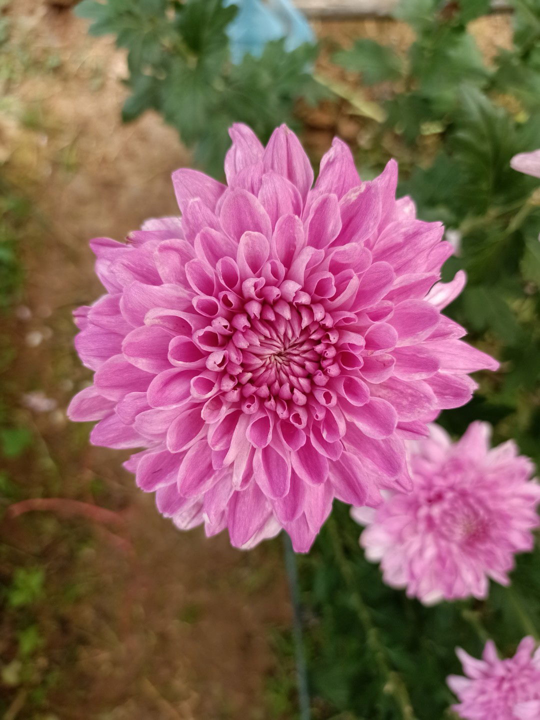 Pornnapa profile icon