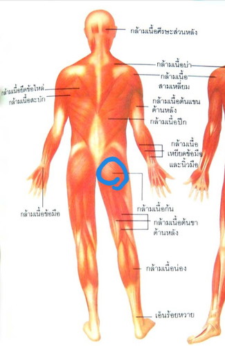 ปวดกล้ามเนื้อก้น