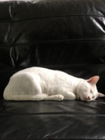 chanitsiree profile icon