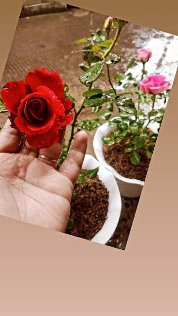 Neni Sri Rahayu profile icon