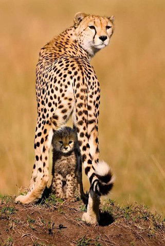 ม๊ามี๊ น้องเสือ profile icon