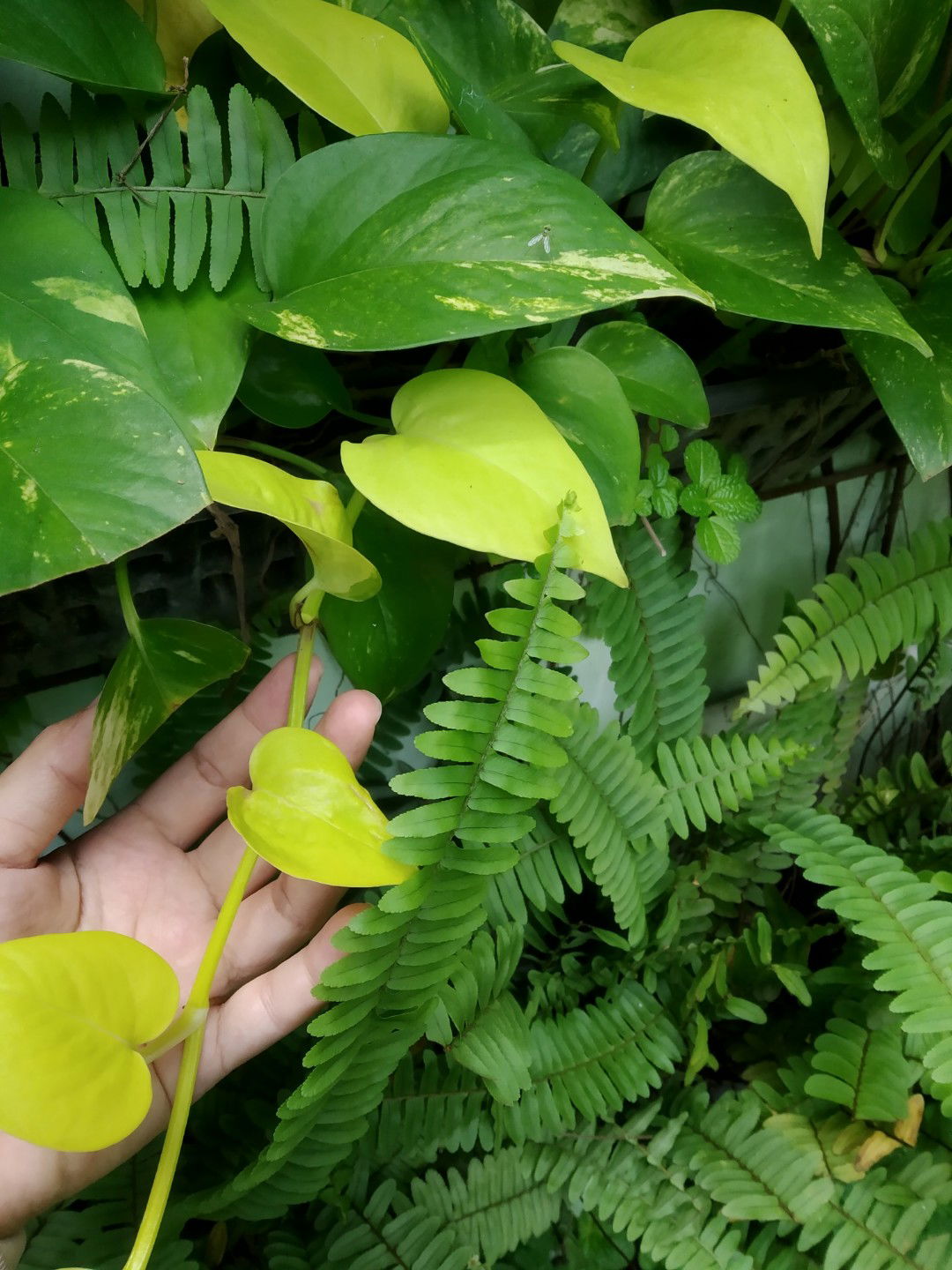 Fareeda profile icon