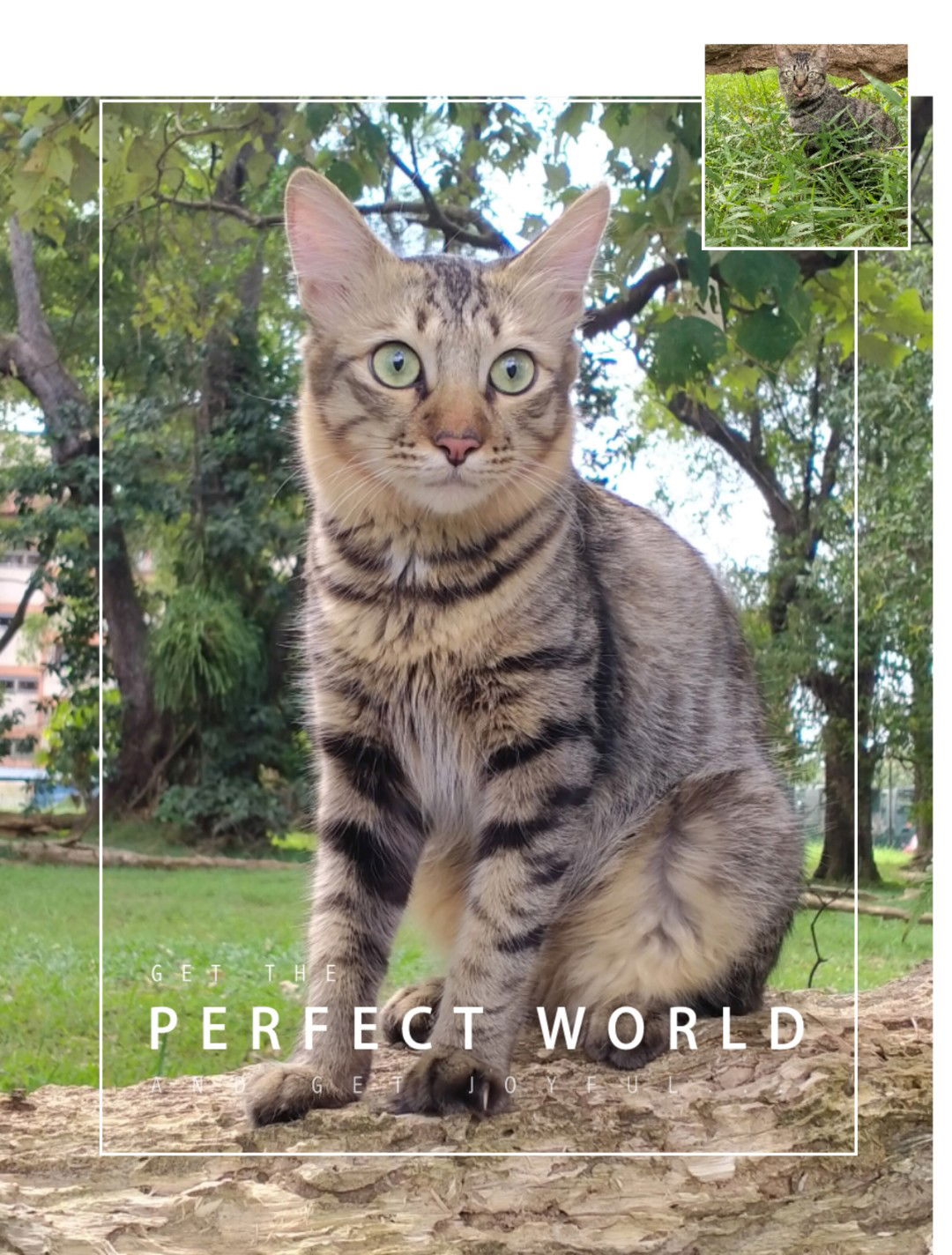 yanalatiff profile icon