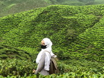 Noraini Syamimi profile icon