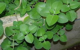 húng chanh