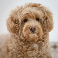 Unique Stephanie profile icon