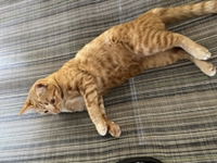 Namfon Tartain profile icon