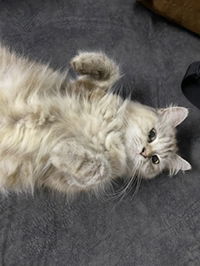 Nur Hanisah profile icon