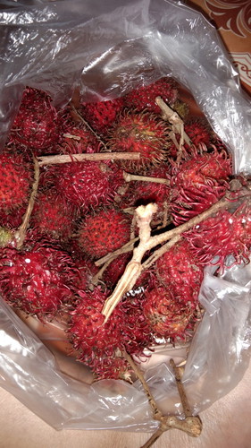 RAMBUTAN