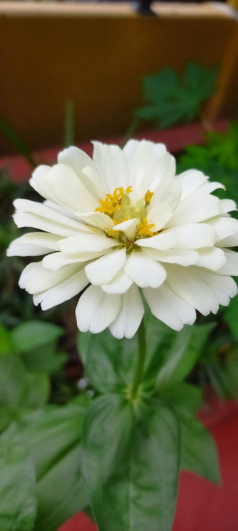 Anggitsih profile icon