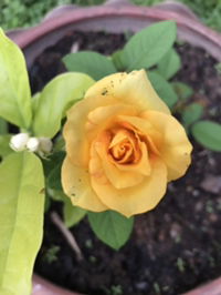 Fiw Sawanya profile icon