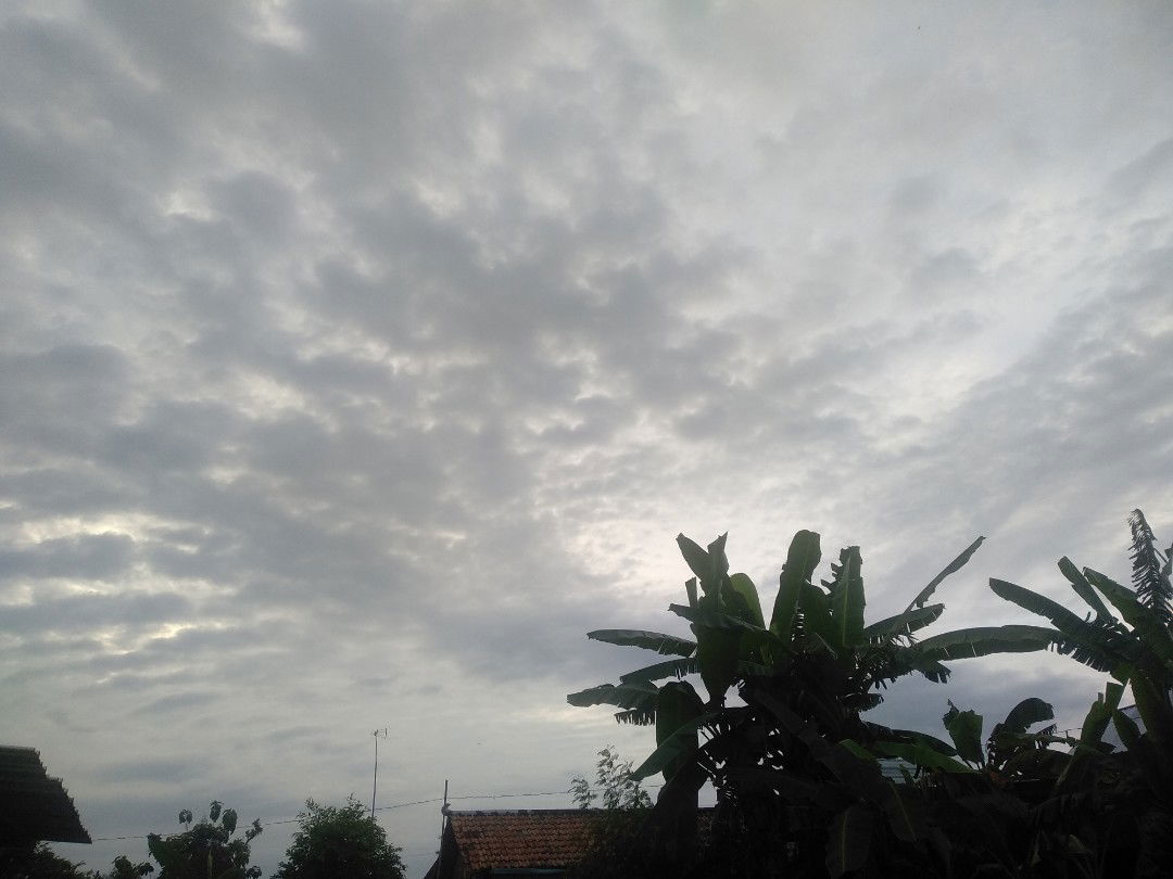 Ranni Pandhuya profile icon