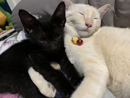 Chonthicha profile icon